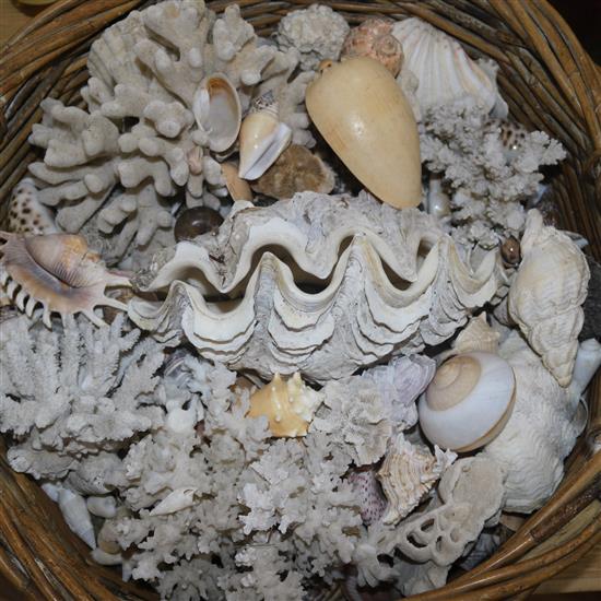 A basket of shells